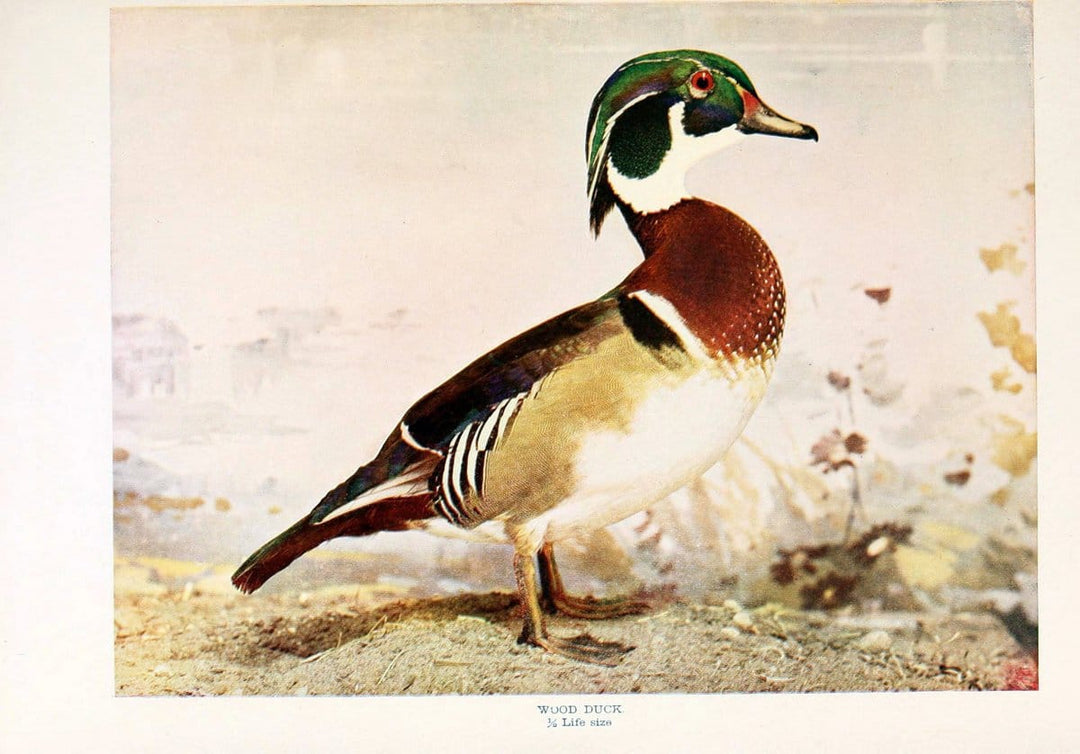 Birds that hunt and are huntedNew York :Doubleday, Page & Co.,1902, c1898. | Birds SIL | Vintage Print Reproduction 462957