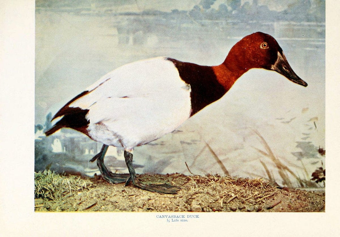 Birds that hunt and are huntedNew York :Doubleday, Page & Co.,1902, c1898. | Birds SIL | Vintage Print Reproduction 462958