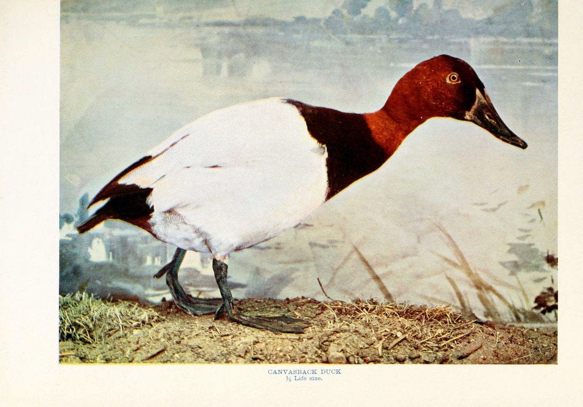 Birds that hunt and are huntedNew York :Doubleday, Page & Co.,1902, c1898. | Birds SIL | Vintage Print Reproduction 462958