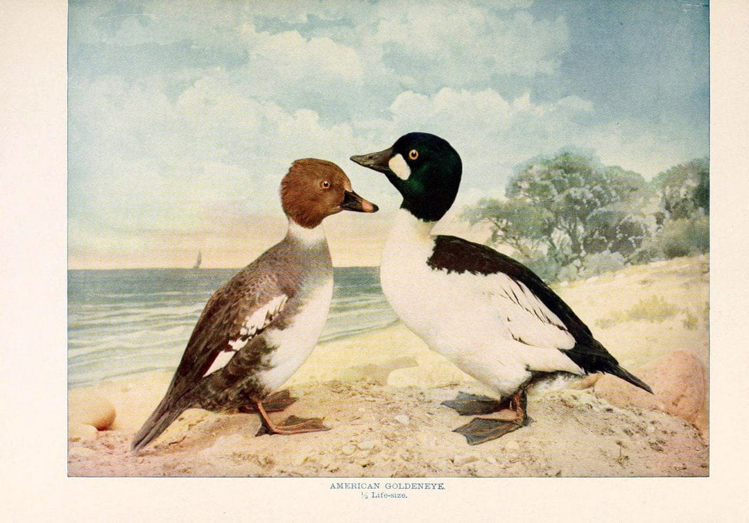 Birds that hunt and are huntedNew York :Doubleday, Page & Co.,1902, c1898. | Birds SIL | Vintage Print Reproduction 462959