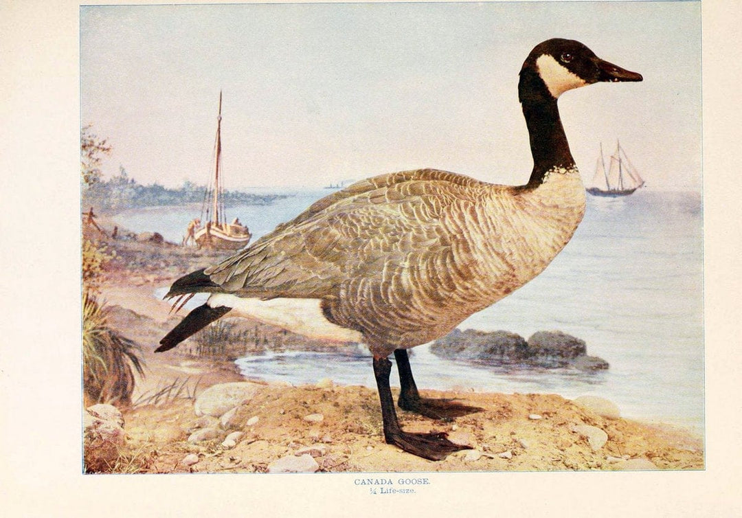 Birds that hunt and are huntedNew York :Doubleday, Page & Co.,1902, c1898. | Birds SIL | Vintage Print Reproduction 462960