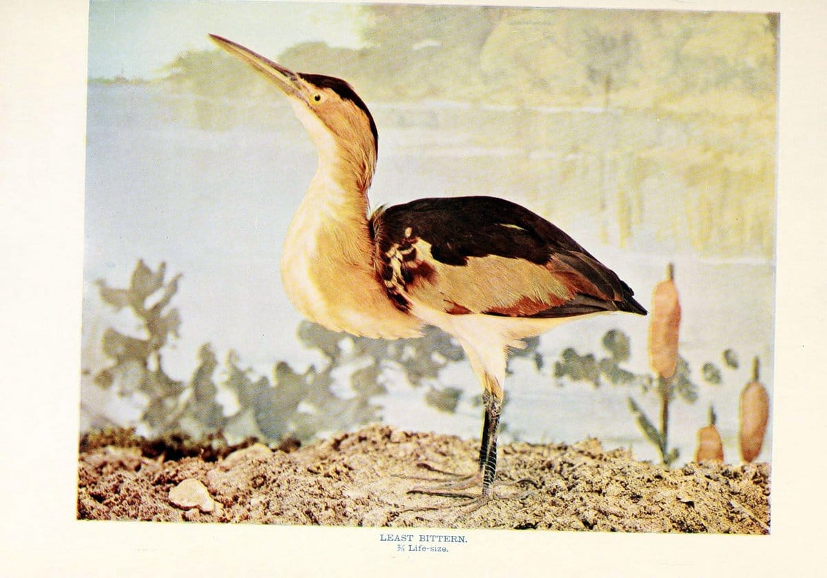 Birds that hunt and are huntedNew York :Doubleday, Page & Co.,1902, c1898. | Birds SIL | Vintage Print Reproduction 462961