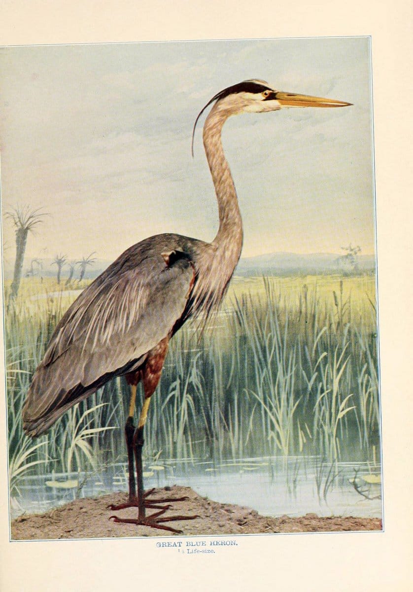 Birds that hunt and are huntedNew York :Doubleday, Page & Co.,1902, c1898. | Birds SIL | Vintage Print Reproduction 462962