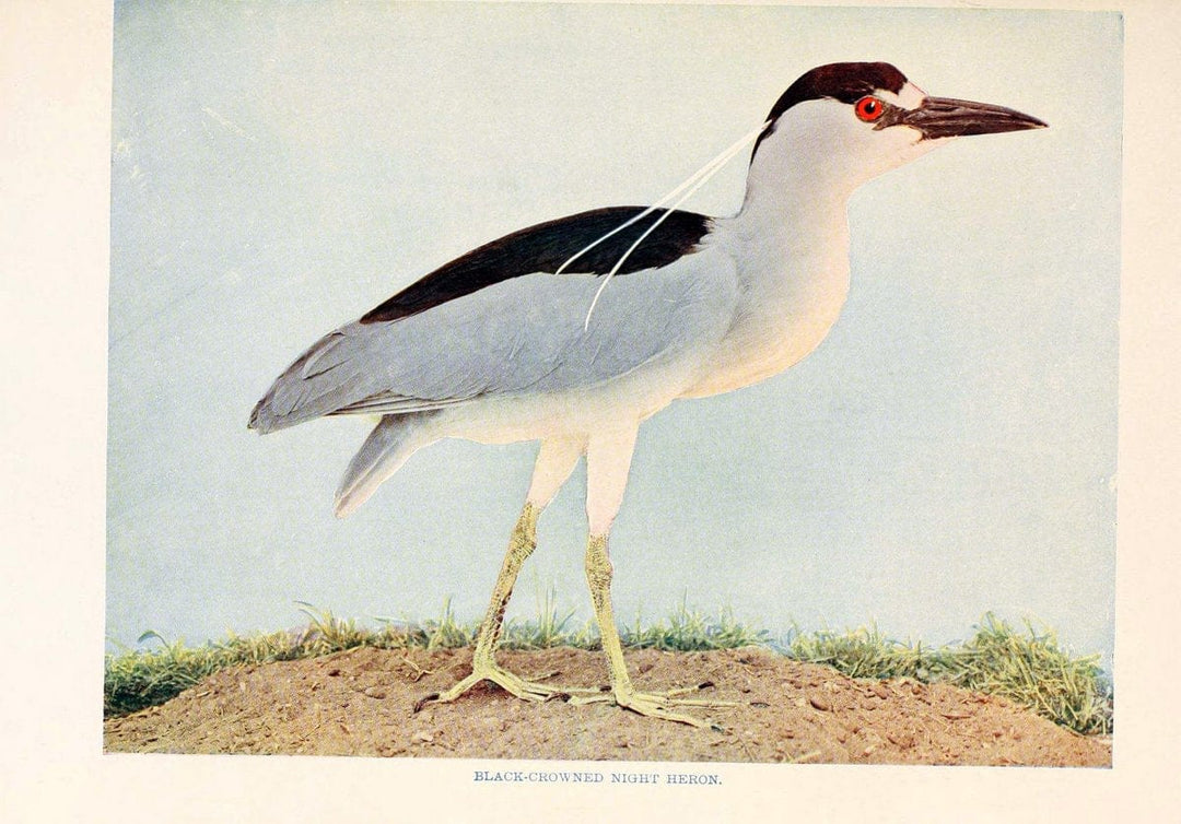 Birds that hunt and are huntedNew York :Doubleday, Page & Co.,1902, c1898. | Birds SIL | Vintage Print Reproduction 462963