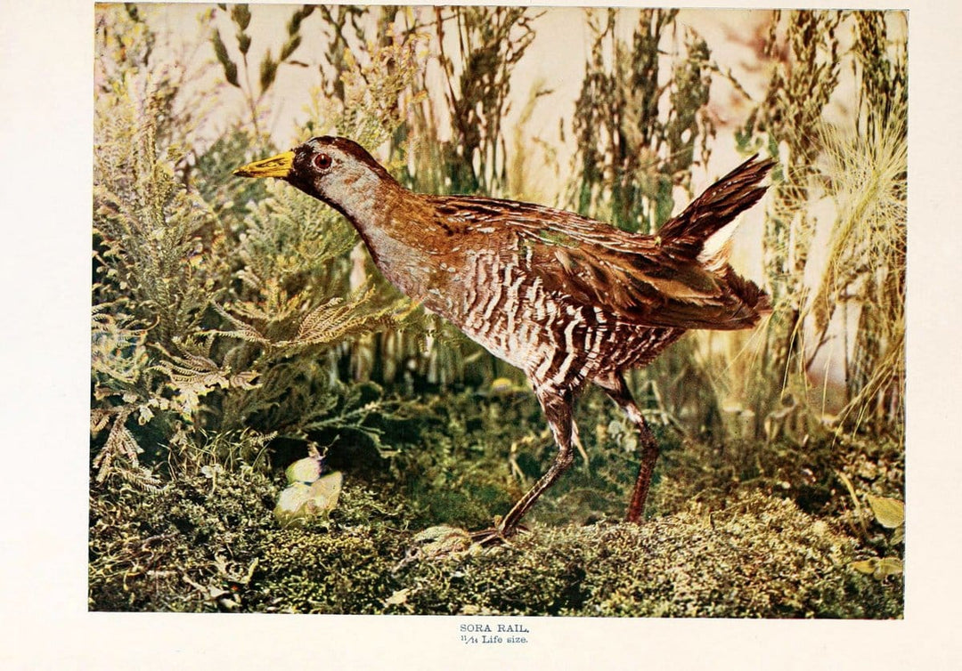 Birds that hunt and are huntedNew York :Doubleday, Page & Co.,1902, c1898. | Birds SIL | Vintage Print Reproduction 462964