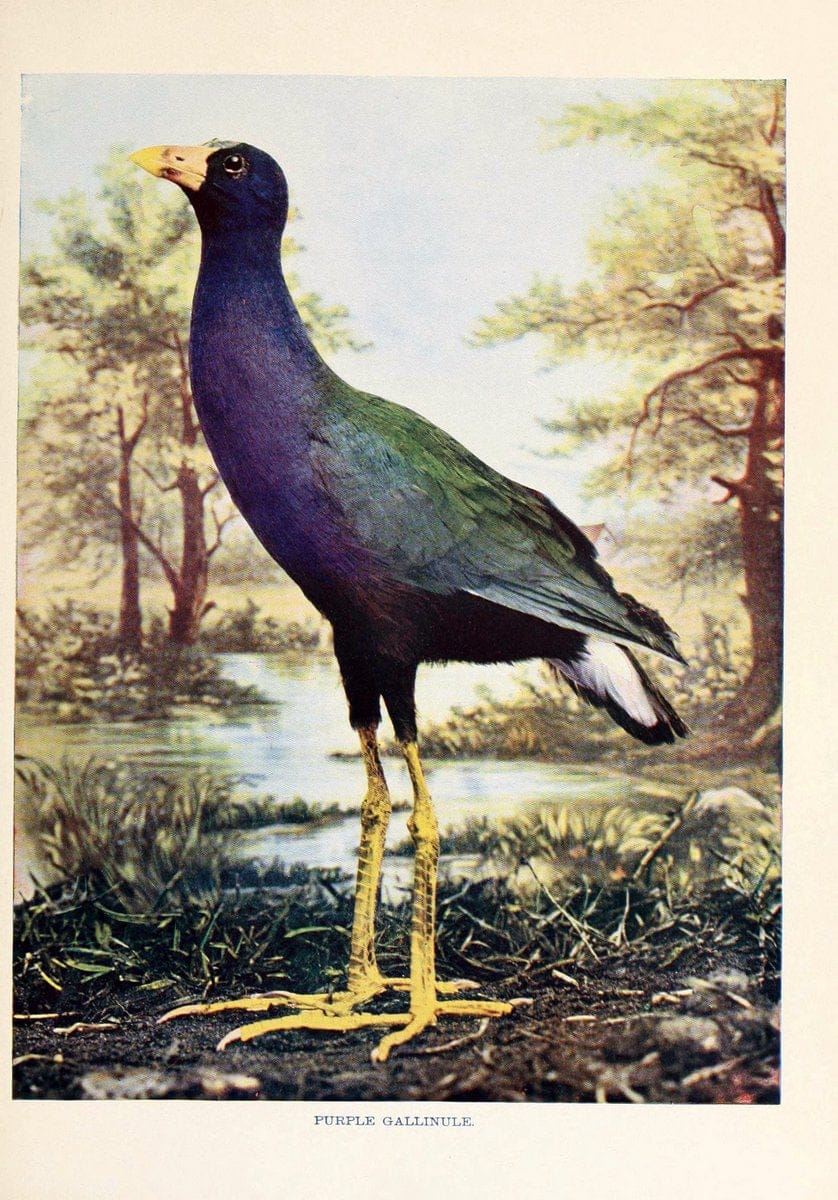 Birds that hunt and are huntedNew York :Doubleday, Page & Co.,1902, c1898. | Birds SIL | Vintage Print Reproduction 462965