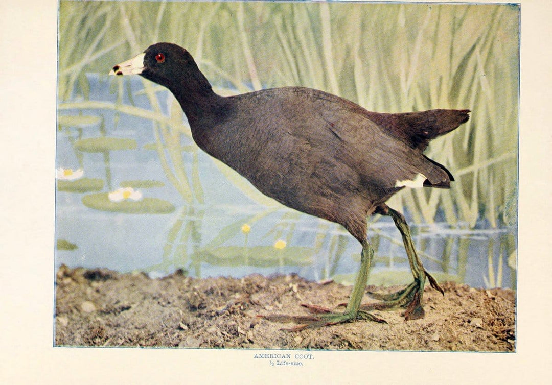 Birds that hunt and are huntedNew York :Doubleday, Page & Co.,1902, c1898. | Birds SIL | Vintage Print Reproduction 462966