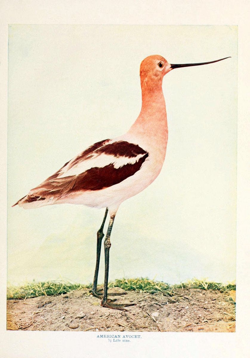 Birds that hunt and are huntedNew York :Doubleday, Page & Co.,1902, c1898. | Birds SIL | Vintage Print Reproduction 462967