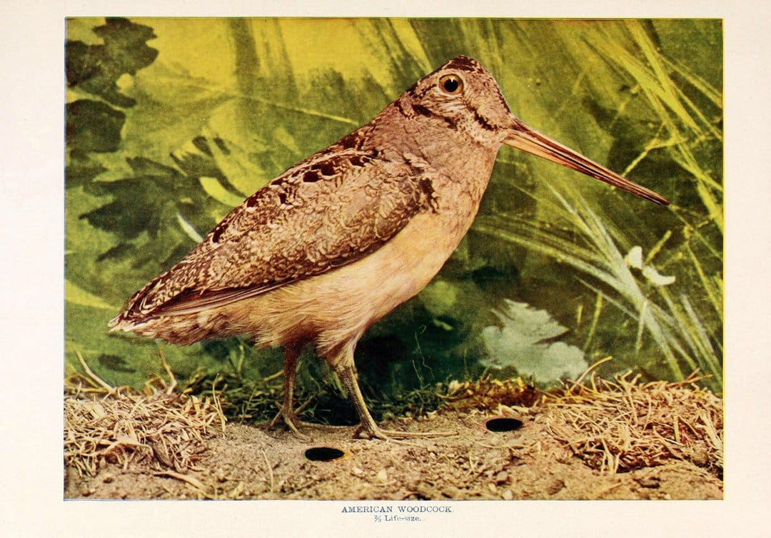 Birds that hunt and are huntedNew York :Doubleday, Page & Co.,1902, c1898. | Birds SIL | Vintage Print Reproduction 462968