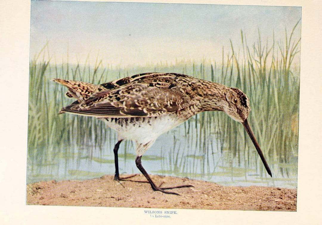 Birds that hunt and are huntedNew York :Doubleday, Page & Co.,1902, c1898. | Birds SIL | Vintage Print Reproduction 462969