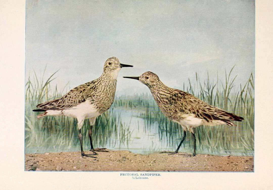 Birds that hunt and are huntedNew York :Doubleday, Page & Co.,1902, c1898. | Birds SIL | Vintage Print Reproduction 462970