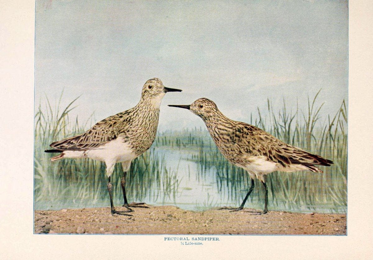 Birds that hunt and are huntedNew York :Doubleday, Page & Co.,1902, c1898. | Birds SIL | Vintage Print Reproduction 462970