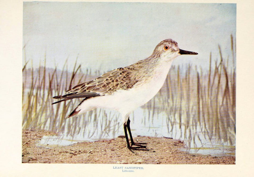Birds that hunt and are huntedNew York :Doubleday, Page & Co.,1902, c1898. | Birds SIL | Vintage Print Reproduction 462971