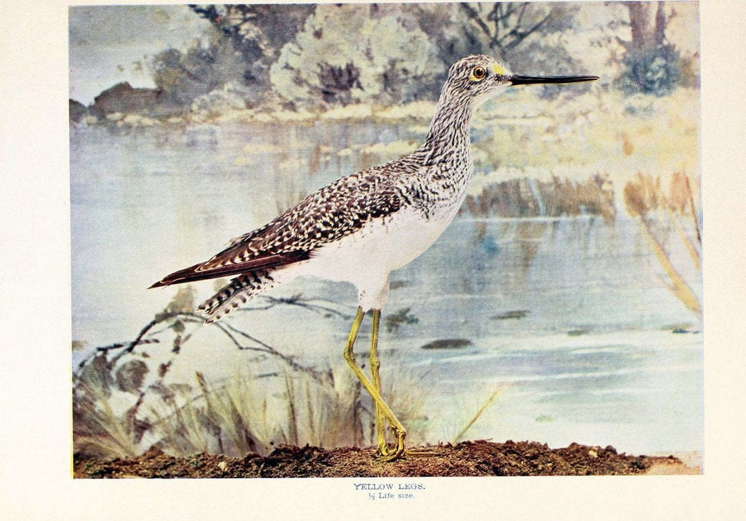 Birds that hunt and are huntedNew York :Doubleday, Page & Co.,1902, c1898. | Birds SIL | Vintage Print Reproduction 462972