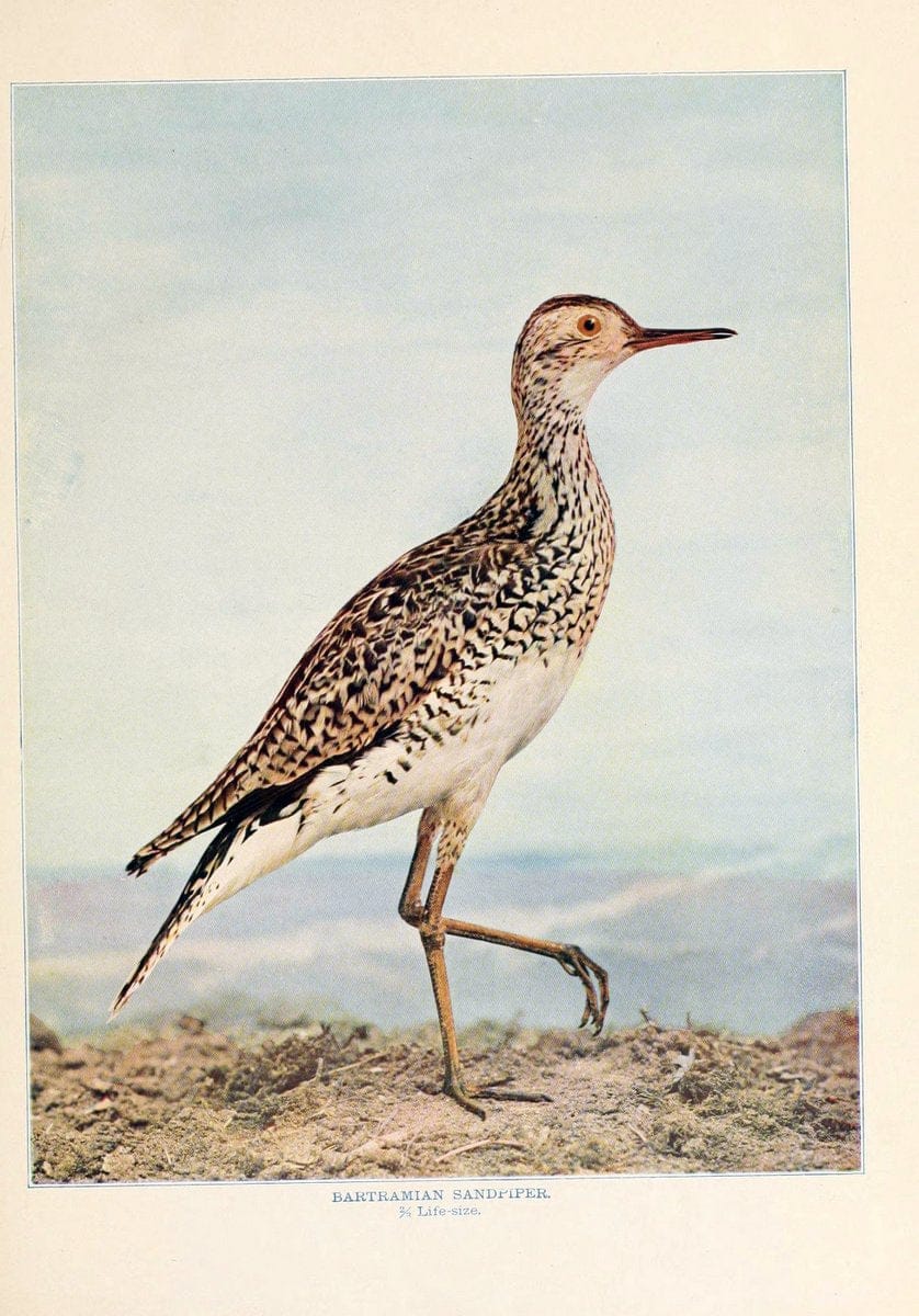 Birds that hunt and are huntedNew York :Doubleday, Page & Co.,1902, c1898. | Birds SIL | Vintage Print Reproduction 462973