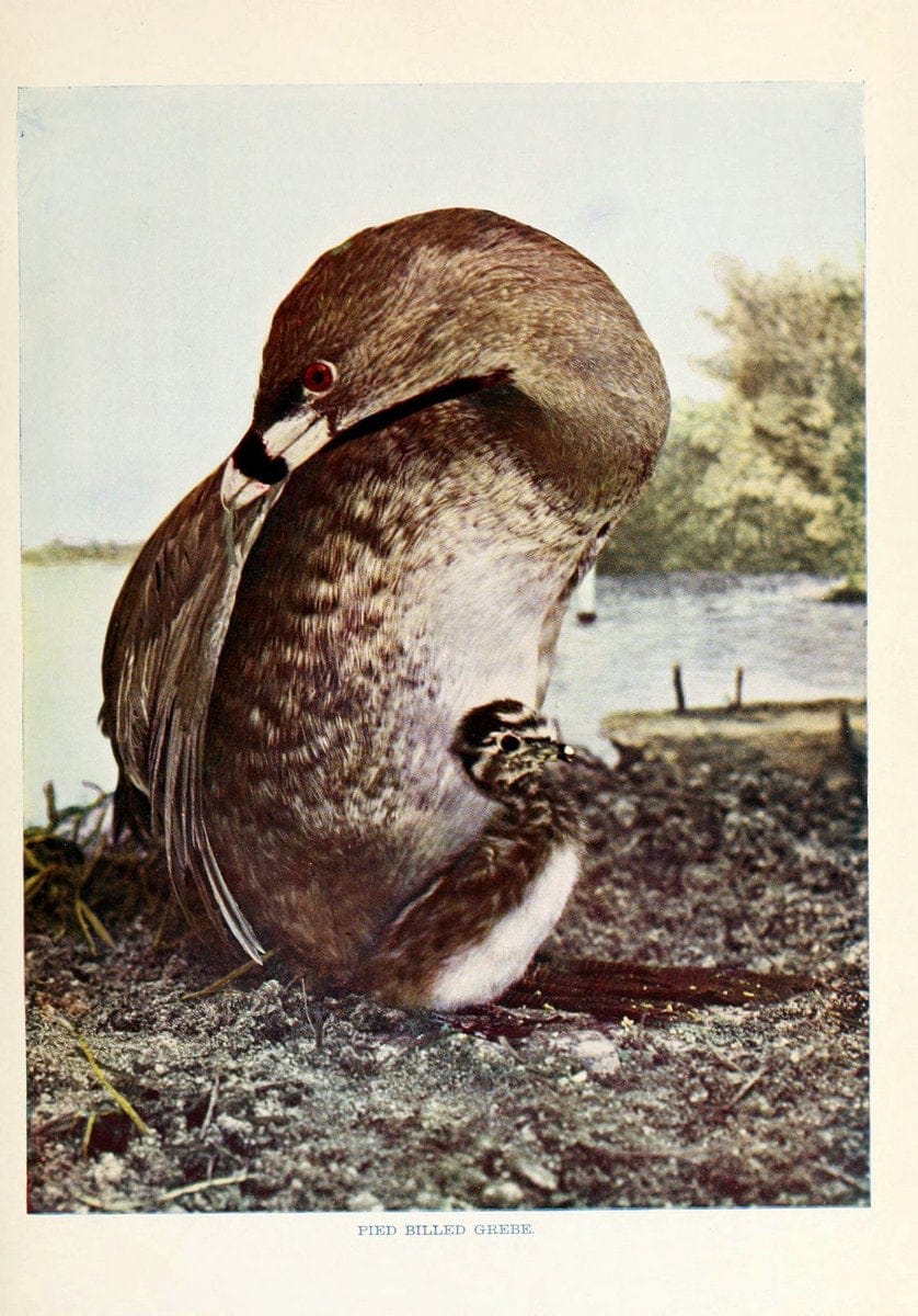 Birds that hunt and are huntedNew York :Doubleday, Page & Co.,1902, c1898. | Birds SIL | Vintage Print Reproduction 462974