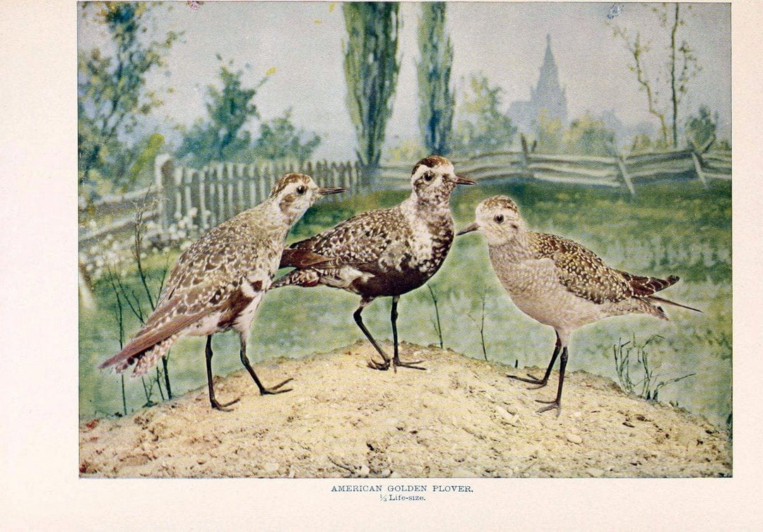 Birds that hunt and are huntedNew York :Doubleday, Page & Co.,1902, c1898. | Birds SIL | Vintage Print Reproduction 462975