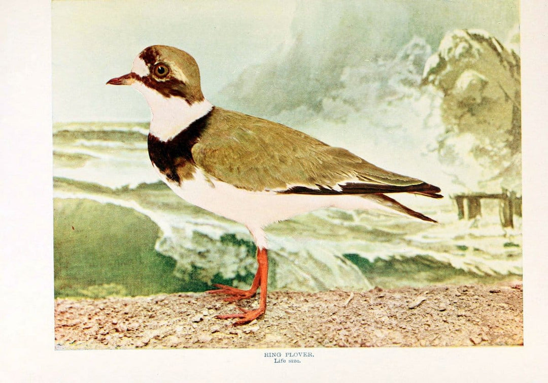 Birds that hunt and are huntedNew York :Doubleday, Page & Co.,1902, c1898. | Birds SIL | Vintage Print Reproduction 462976