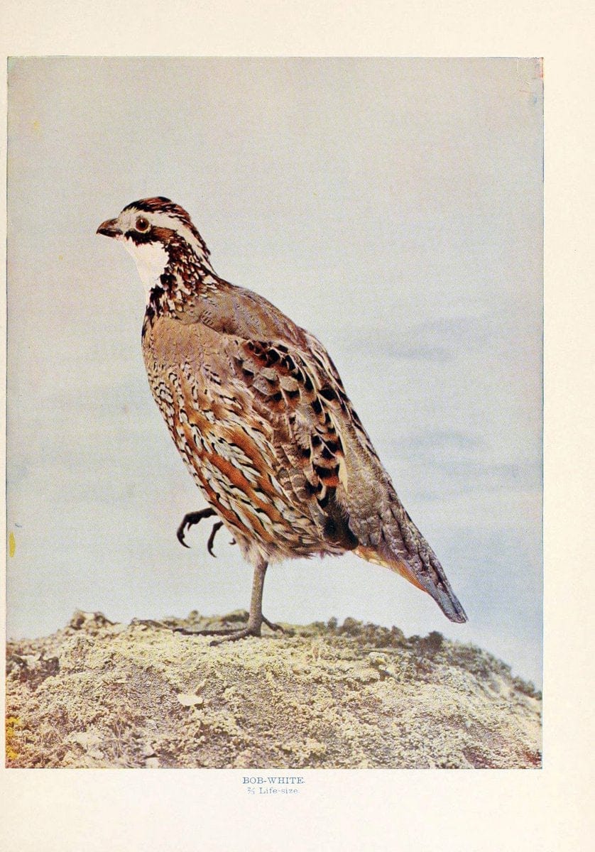 Birds that hunt and are huntedNew York :Doubleday, Page & Co.,1902, c1898. | Birds SIL | Vintage Print Reproduction 462977