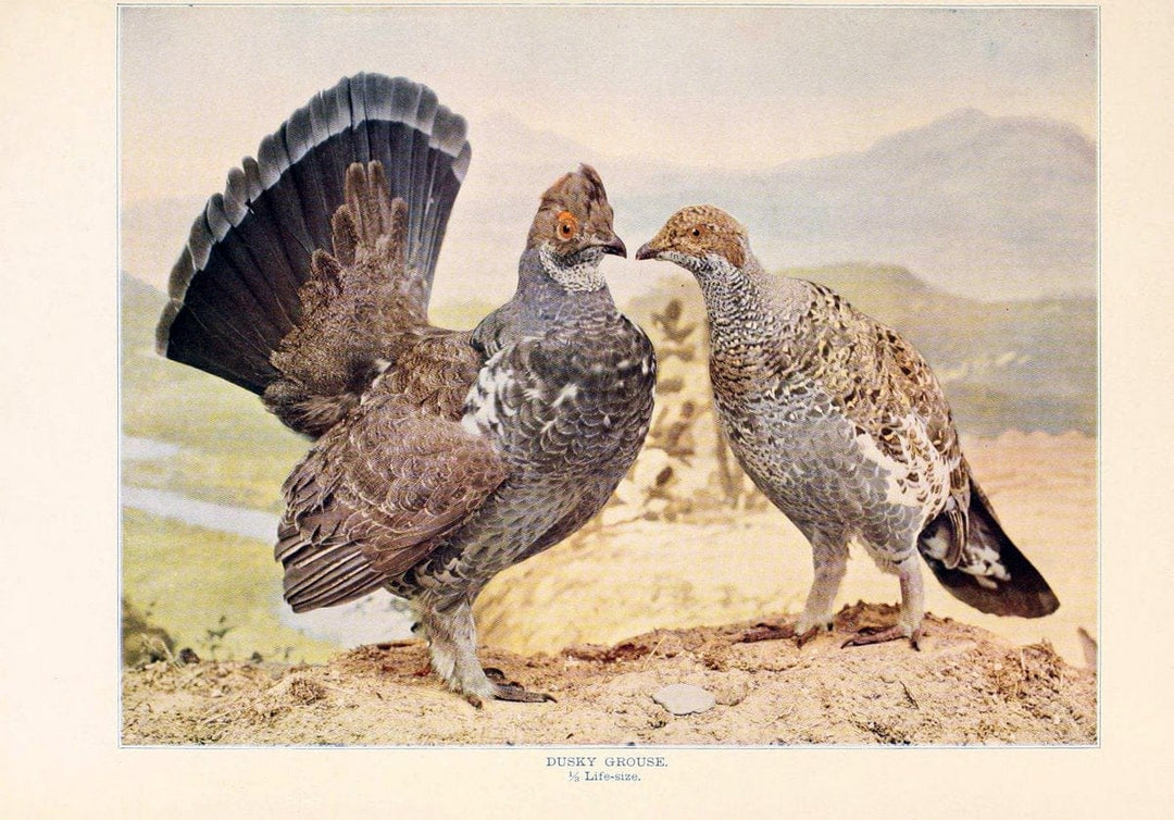 Birds that hunt and are huntedNew York :Doubleday, Page & Co.,1902, c1898. | Birds SIL | Vintage Print Reproduction 462978