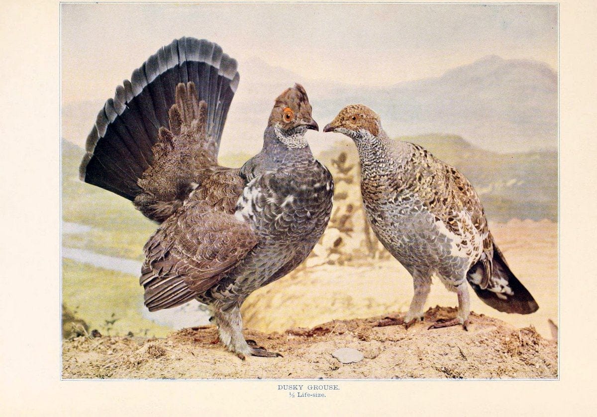 Birds that hunt and are huntedNew York :Doubleday, Page & Co.,1902, c1898. | Birds SIL | Vintage Print Reproduction 462978