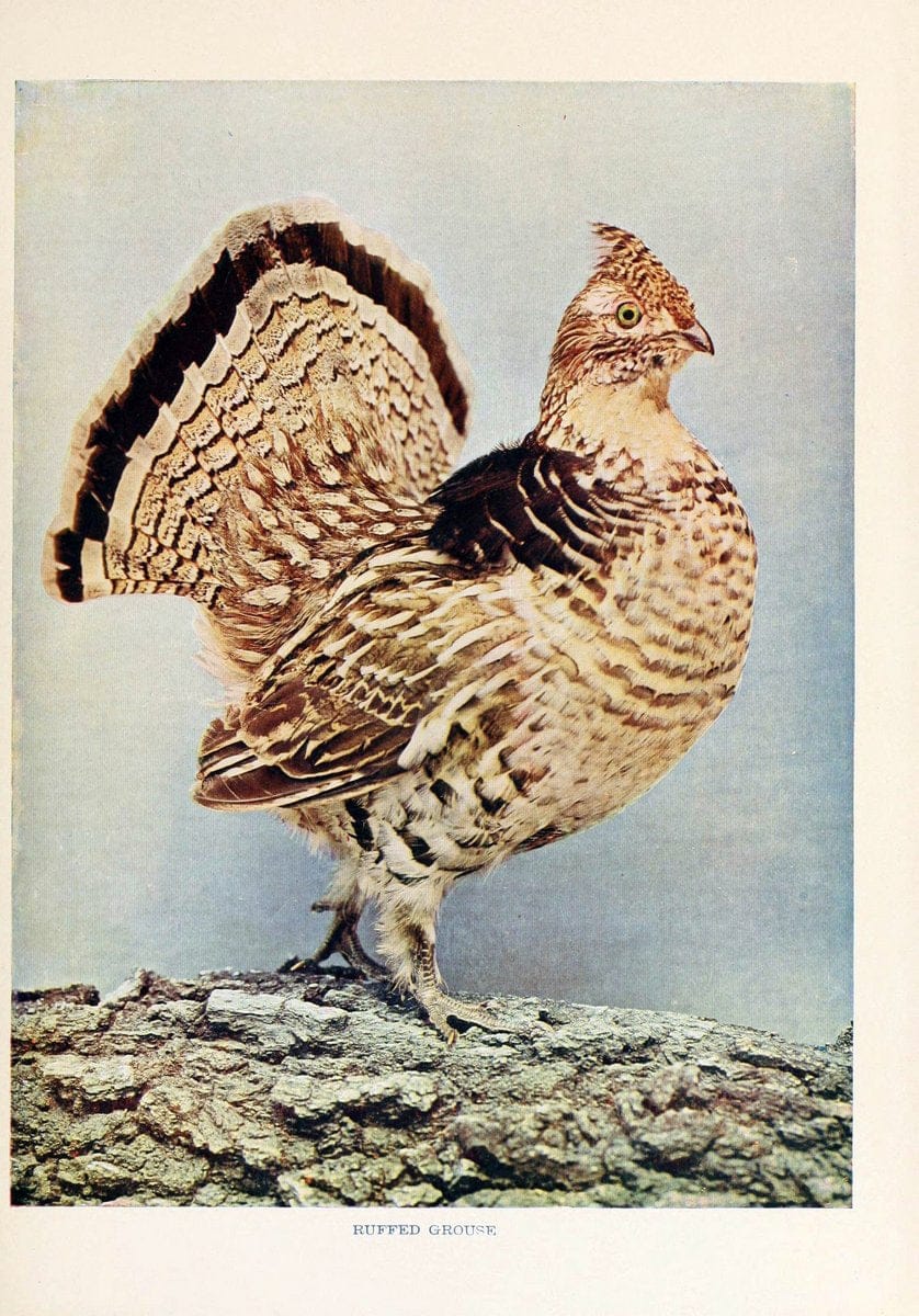 Birds that hunt and are huntedNew York :Doubleday, Page & Co.,1902, c1898. | Birds SIL | Vintage Print Reproduction 462979