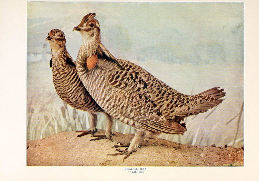 Birds that hunt and are huntedNew York :Doubleday, Page & Co.,1902, c1898. | Birds SIL | Vintage Print Reproduction 462980