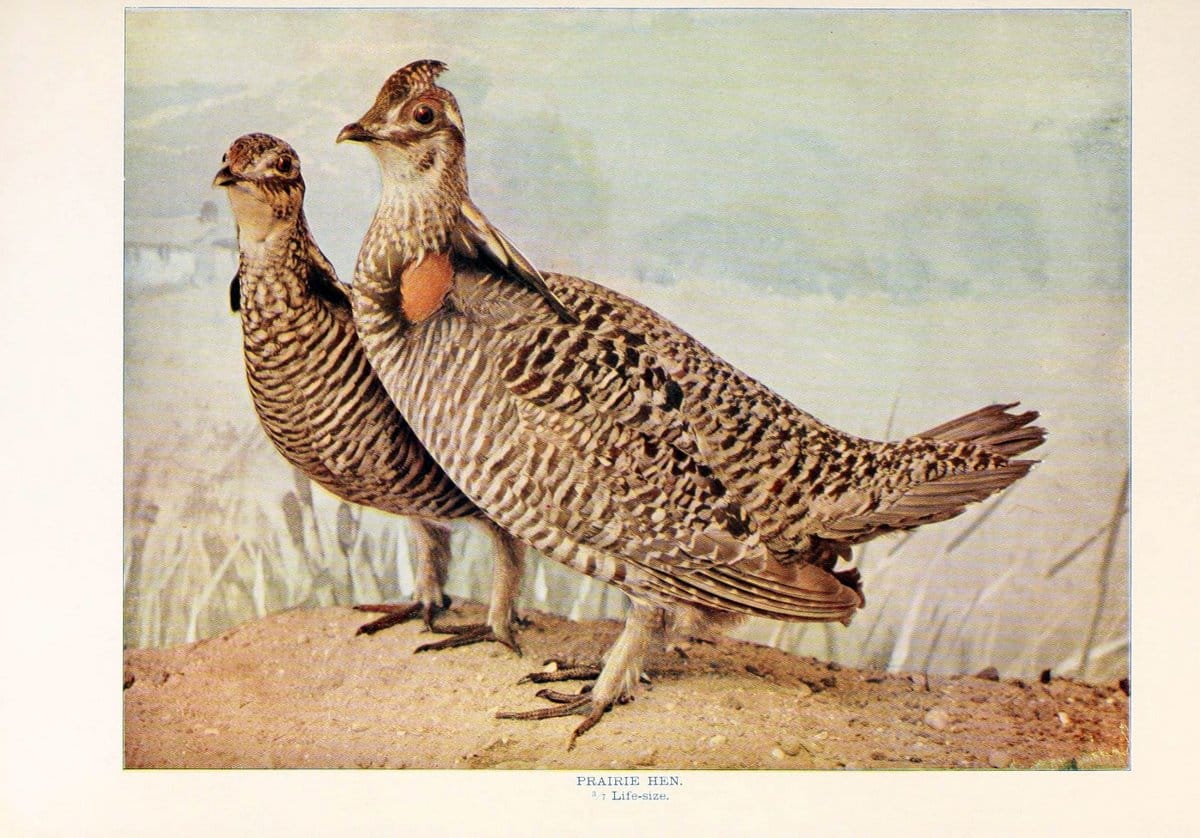 Birds that hunt and are huntedNew York :Doubleday, Page & Co.,1902, c1898. | Birds SIL | Vintage Print Reproduction 462980