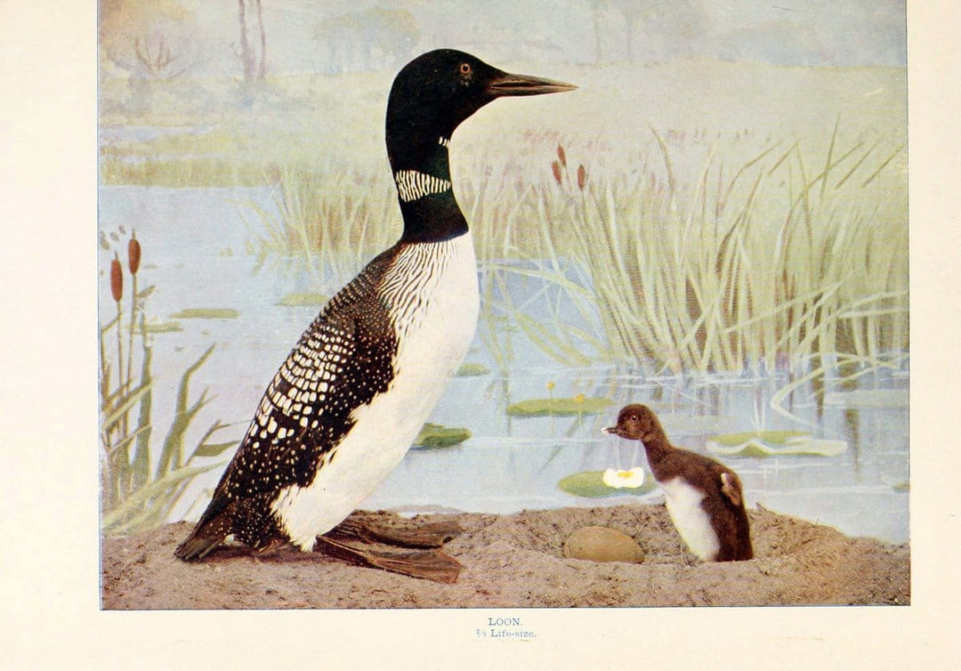 Birds that hunt and are huntedNew York :Doubleday, Page & Co.,1902, c1898. | Birds SIL | Vintage Print Reproduction 462981