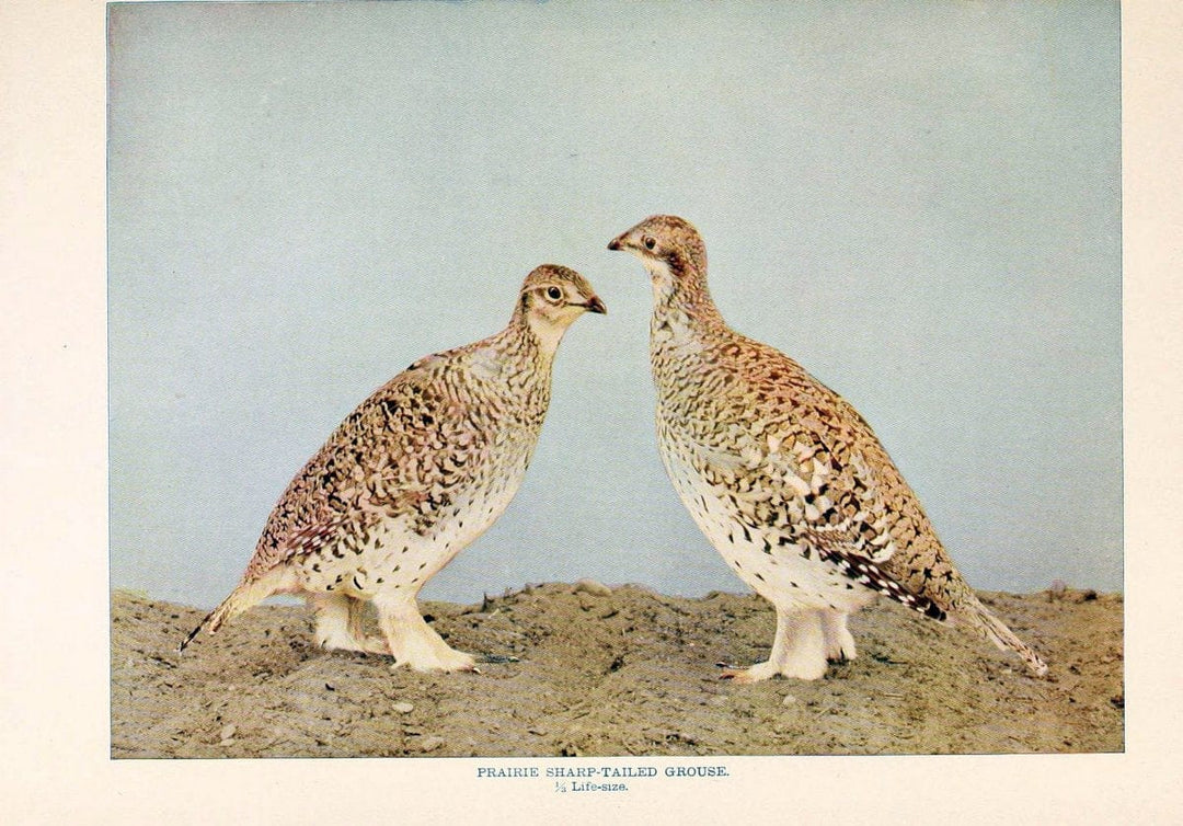 Birds that hunt and are huntedNew York :Doubleday, Page & Co.,1902, c1898. | Birds SIL | Vintage Print Reproduction 462982