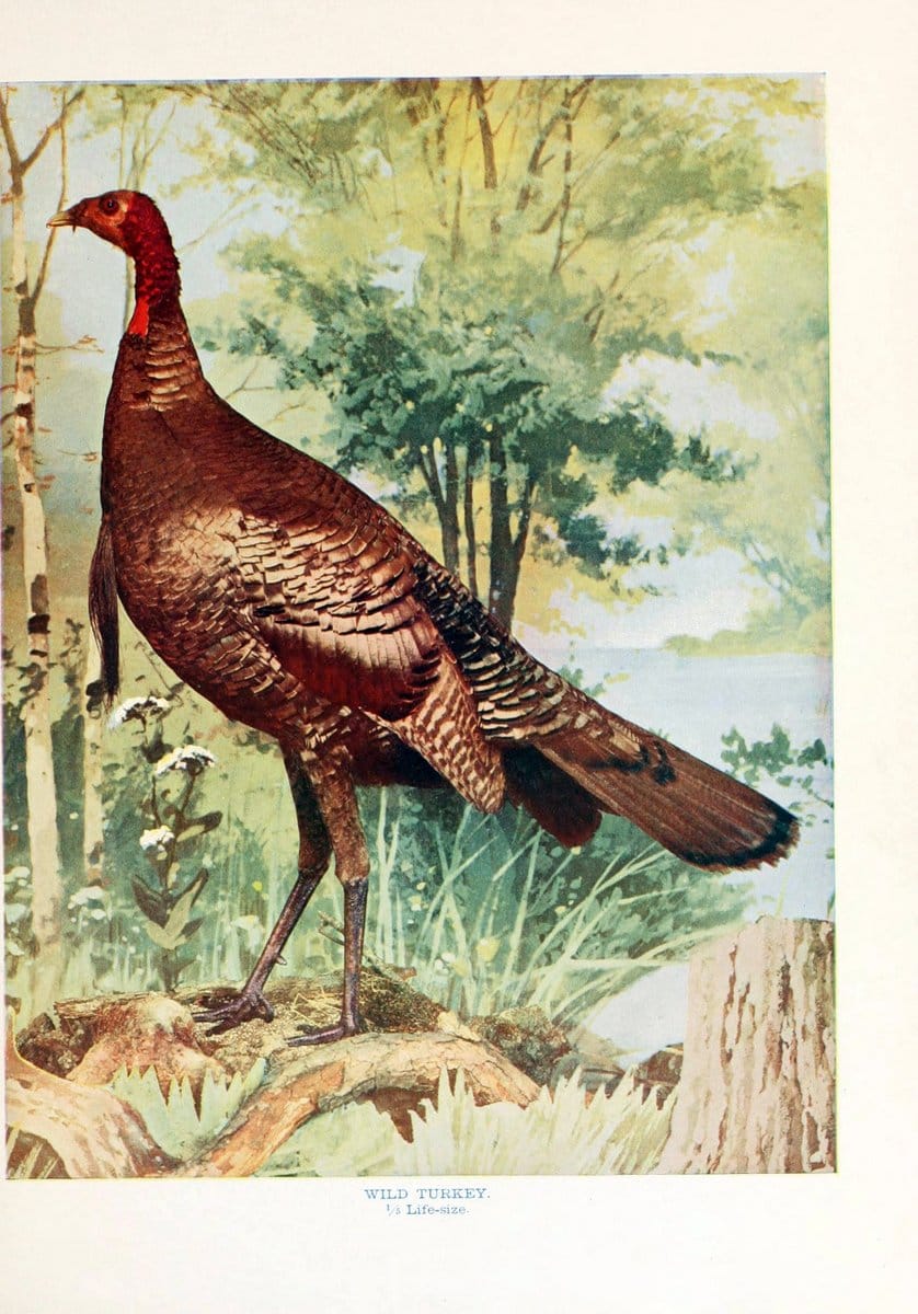 Birds that hunt and are huntedNew York :Doubleday, Page & Co.,1902, c1898. | Birds SIL | Vintage Print Reproduction 462983