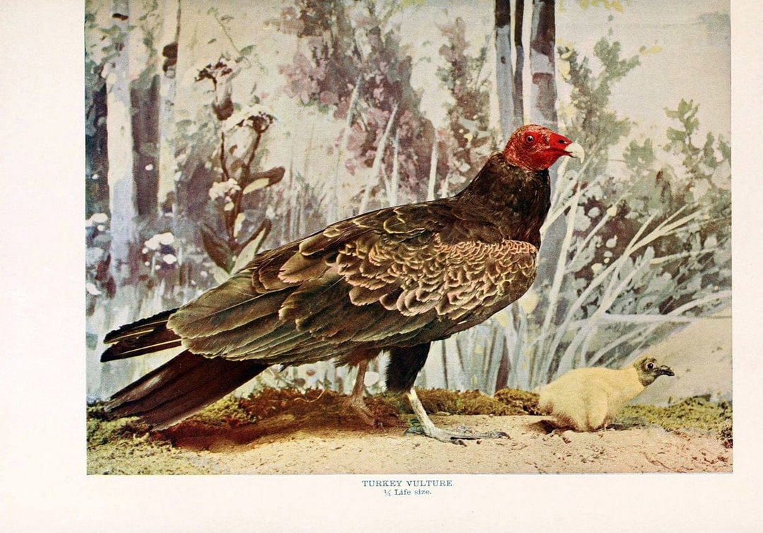 Birds that hunt and are huntedNew York :Doubleday, Page & Co.,1902, c1898. | Birds SIL | Vintage Print Reproduction 462984