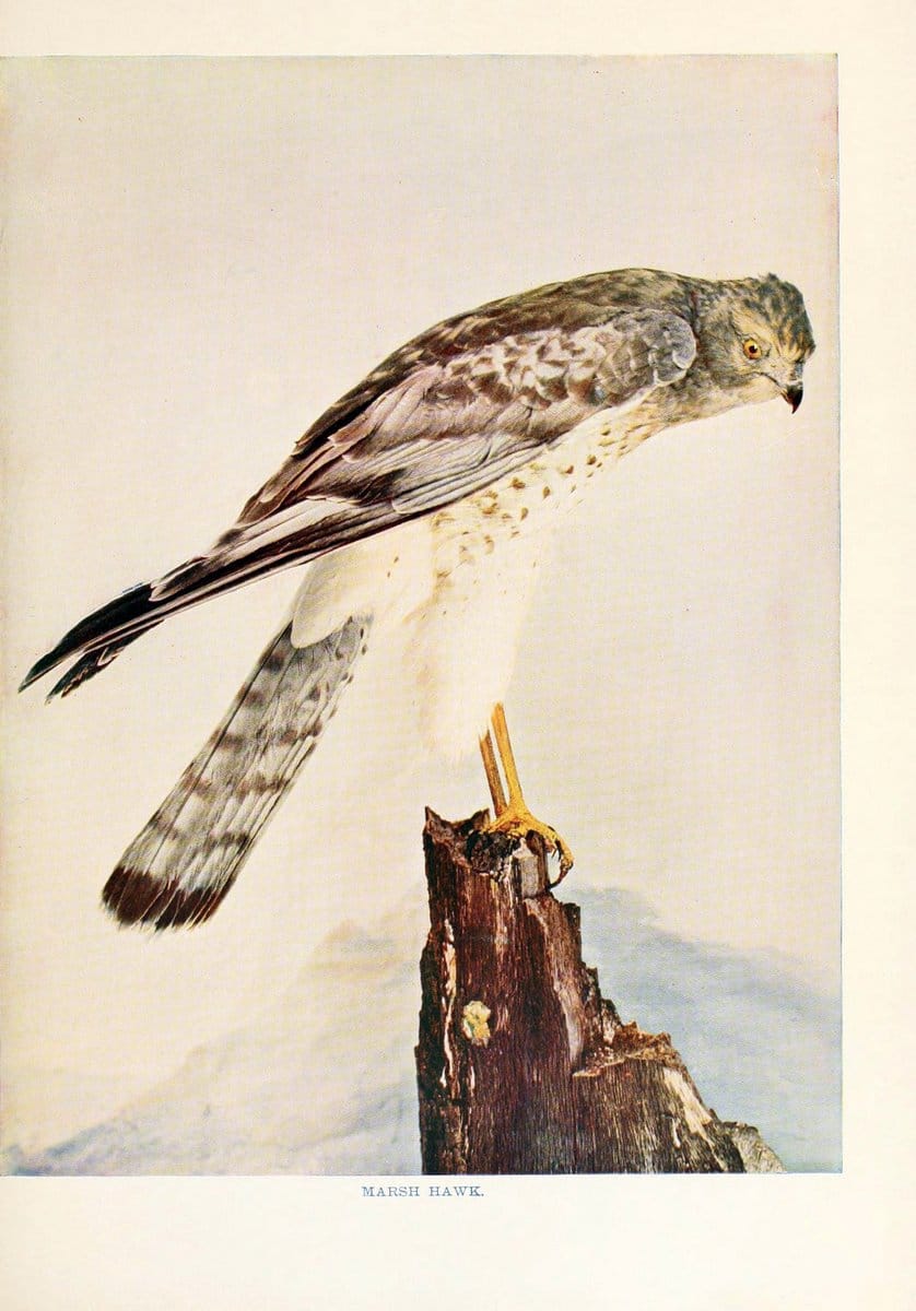 Birds that hunt and are huntedNew York :Doubleday, Page & Co.,1902, c1898. | Birds SIL | Vintage Print Reproduction 462985