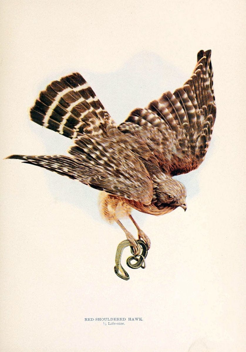 Birds that hunt and are huntedNew York :Doubleday, Page & Co.,1902, c1898. | Birds SIL | Vintage Print Reproduction 462986