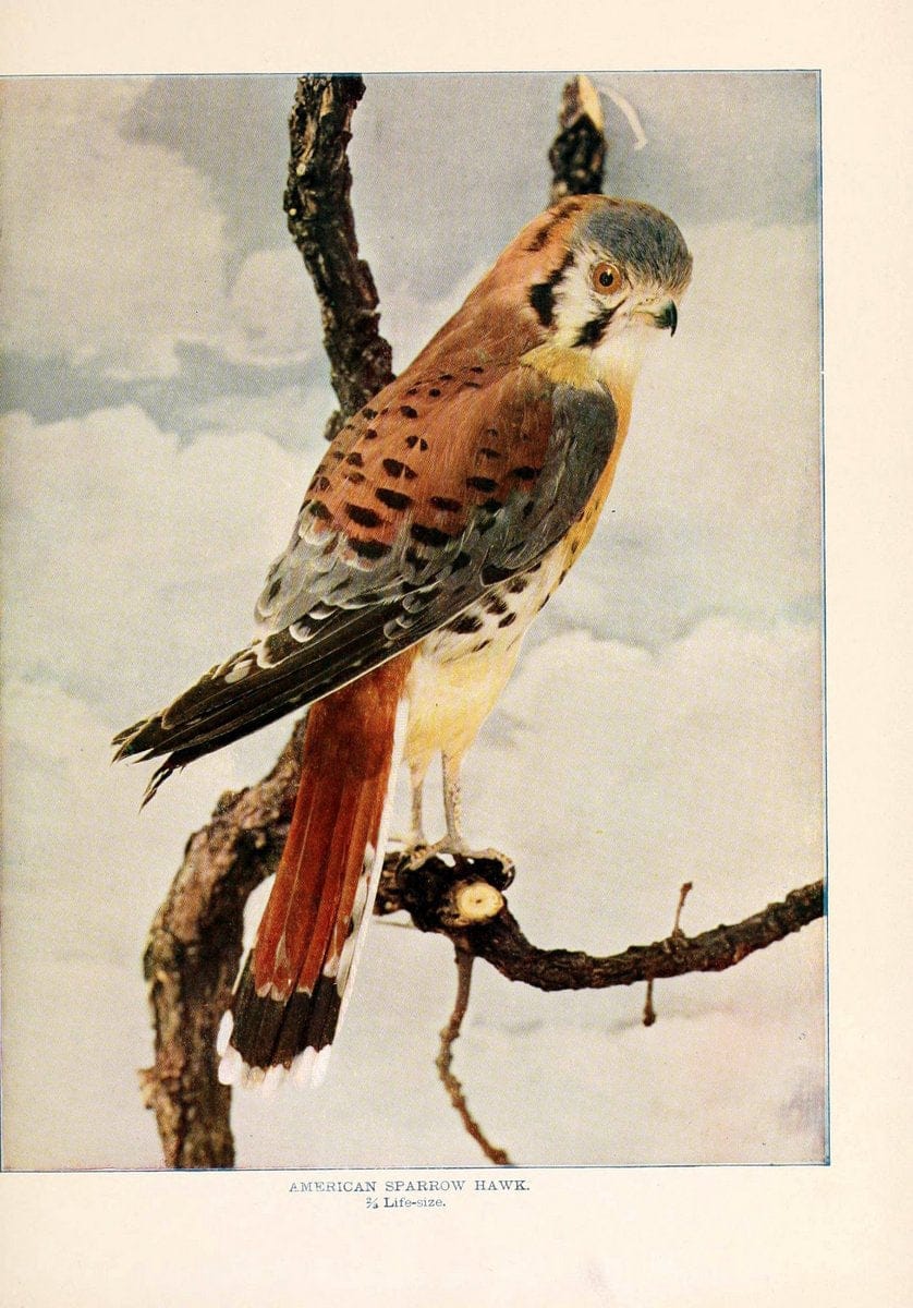 Birds that hunt and are huntedNew York :Doubleday, Page & Co.,1902, c1898. | Birds SIL | Vintage Print Reproduction 462987