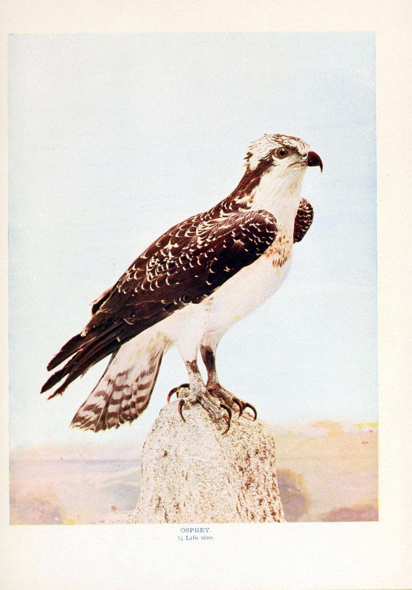 Birds that hunt and are huntedNew York :Doubleday, Page & Co.,1902, c1898. | Birds SIL | Vintage Print Reproduction 462988
