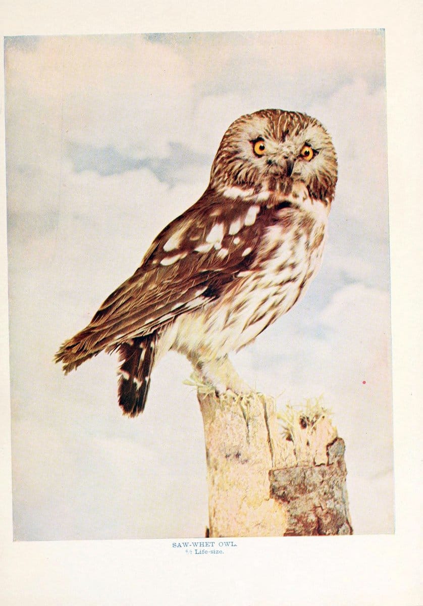 Birds that hunt and are huntedNew York :Doubleday, Page & Co.,1902, c1898. | Birds SIL | Vintage Print Reproduction 462989