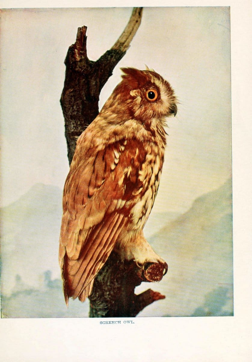Birds that hunt and are huntedNew York :Doubleday, Page & Co.,1902, c1898. | Birds SIL | Vintage Print Reproduction 462990