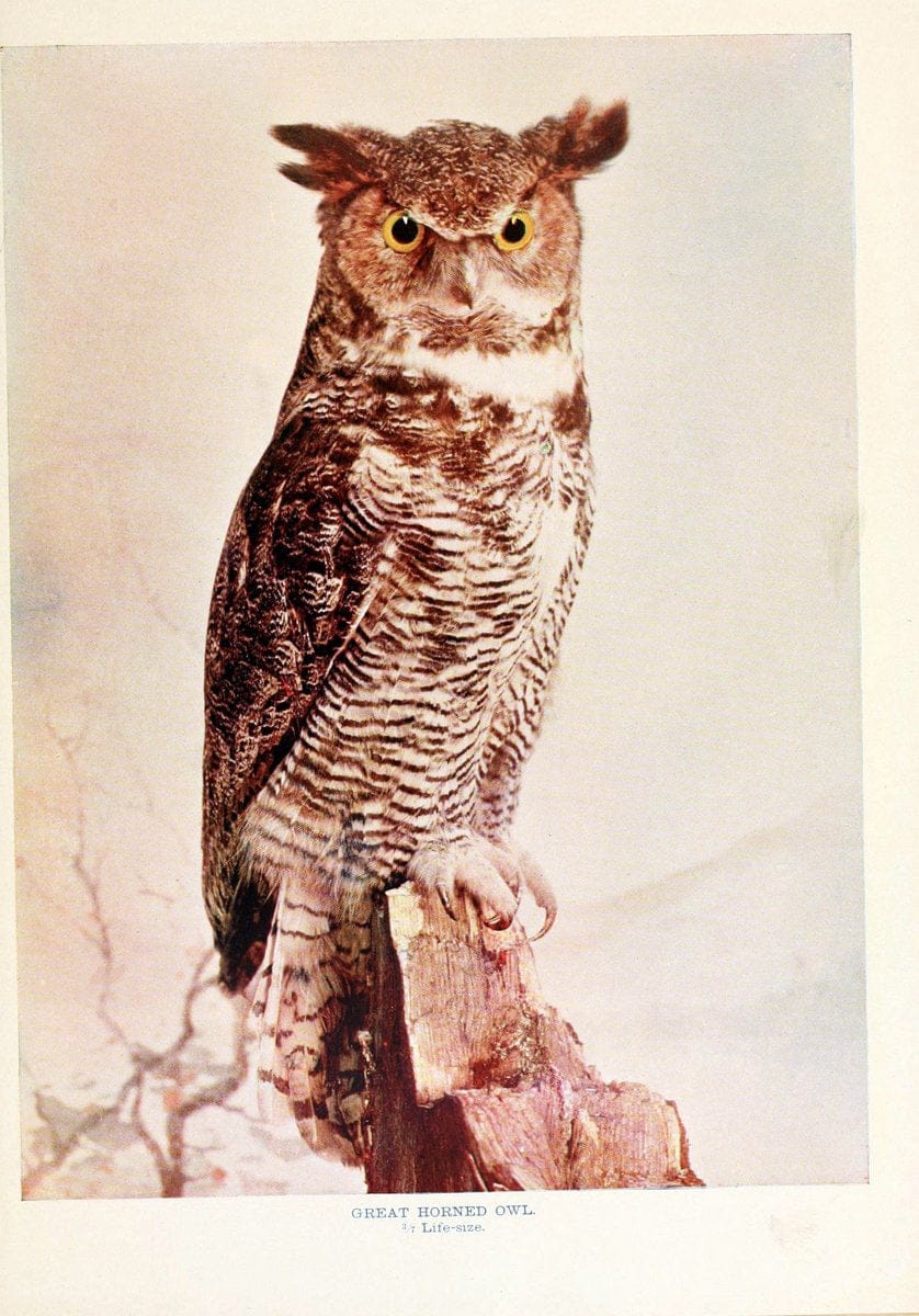 Birds that hunt and are huntedNew York :Doubleday, Page & Co.,1902, c1898. | Birds SIL | Vintage Print Reproduction 462991