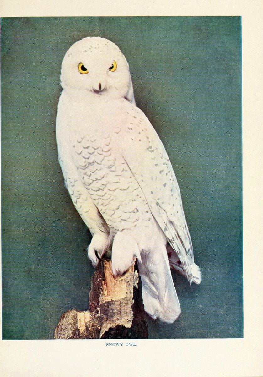 Birds that hunt and are huntedNew York :Doubleday, Page & Co.,1902, c1898. | Birds SIL owl snowy | Vintage Print Reproduction 462992