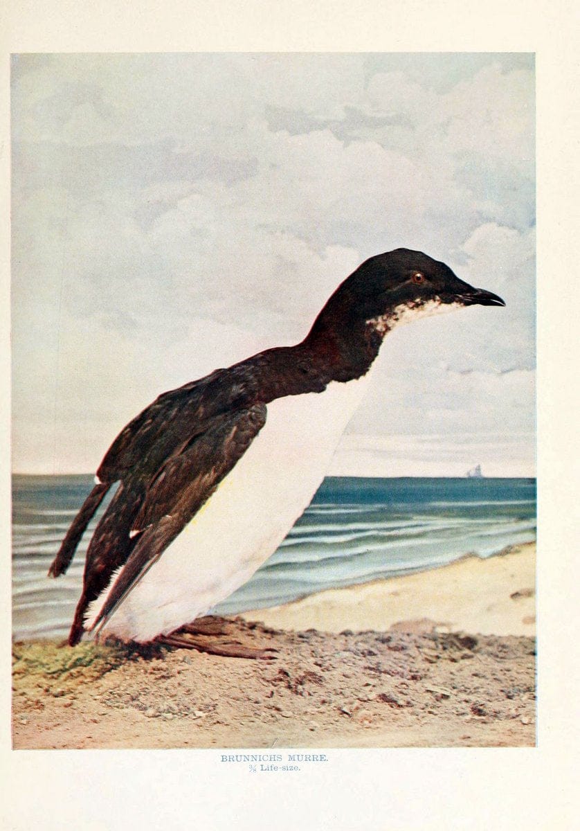 Birds and nature in natural colors. v.1.Chicago :A.W. Mumford, Publisher,1913-1914. | Vintage Print Reproduction 462993