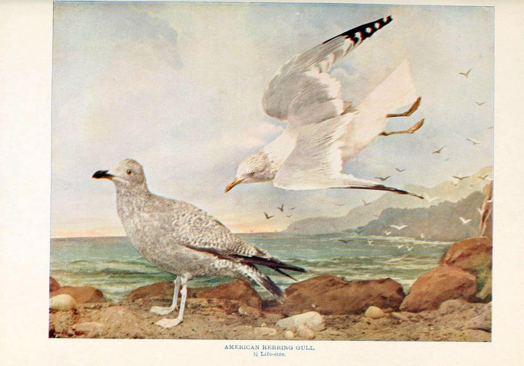 Birds that hunt and are huntedNew York :Doubleday, Page & Co.,1902, c1898. | Birds SIL | Vintage Print Reproduction 462994