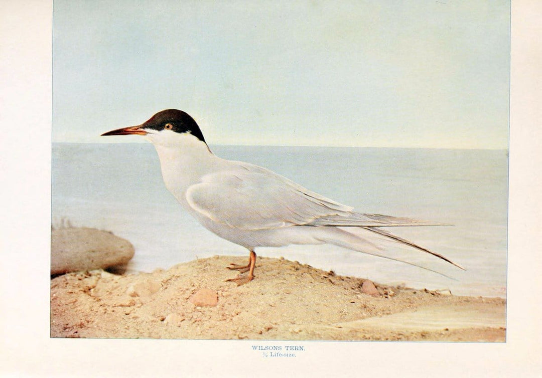 Birds that hunt and are huntedNew York :Doubleday, Page & Co.,1902, c1898. | Birds SIL | Vintage Print Reproduction 462995