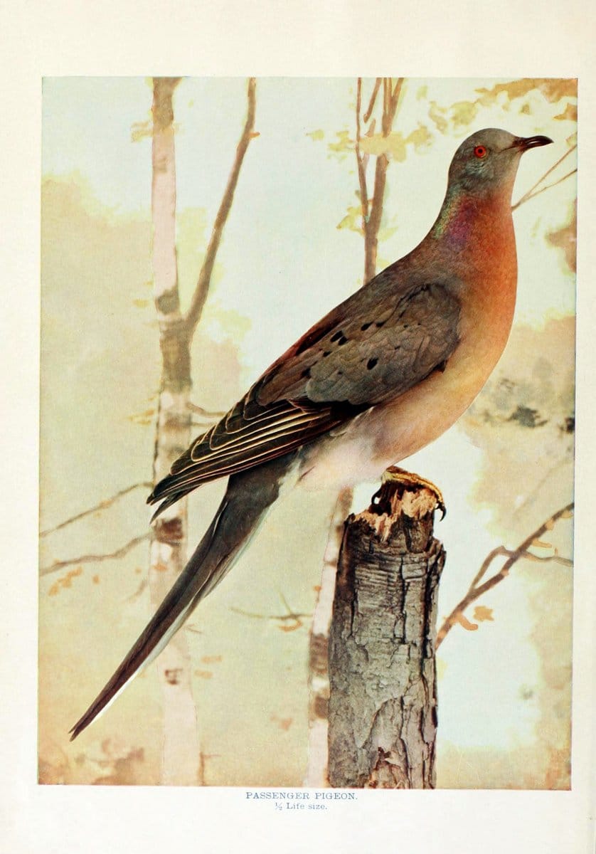 Birds that hunt and are huntedNew York :Doubleday, Page & Co.,1902, c1898. | Birds SIL | Vintage Print Reproduction 462996