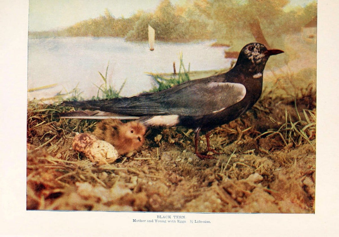 Birds that hunt and are huntedNew York :Doubleday, Page & Co.,1902, c1898. | Birds SIL | Vintage Print Reproduction 462997