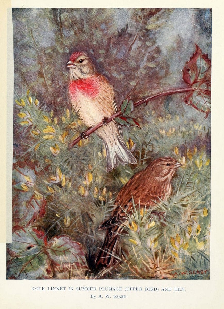 Did you hear! BHL-Australia portal just released. C pg on famous Australian marsupial Phascolarctos cinereus  | Vintage Print Reproduction 462999