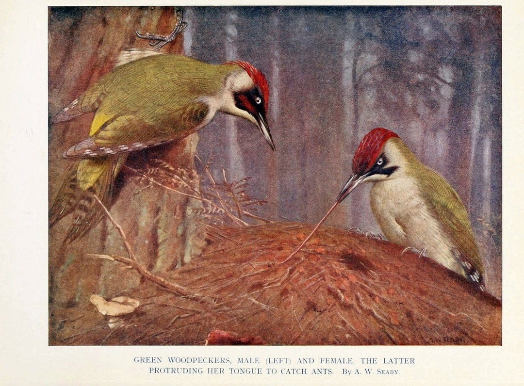 Birds through the yearLondon,T.C. and E.C. Jack, ltd.[1922] | Vintage Print Reproduction 463000
