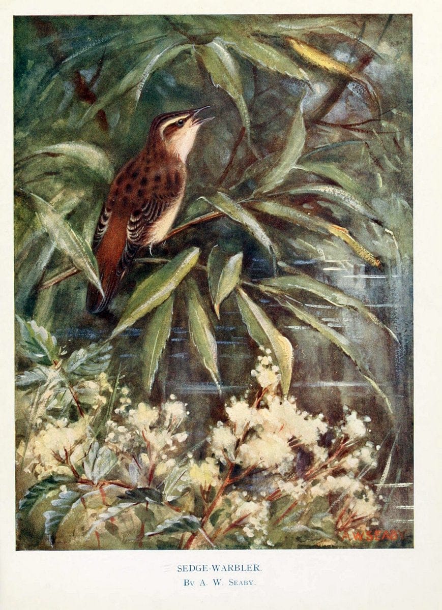Birds through the yearLondon,T.C. and E.C. Jack, ltd.[1922] | Vintage Print Reproduction 463001