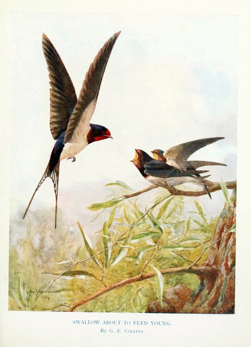 Birds through the yearLondon,T.C. and E.C. Jack, ltd.[1922] | Vintage Print Reproduction 463003