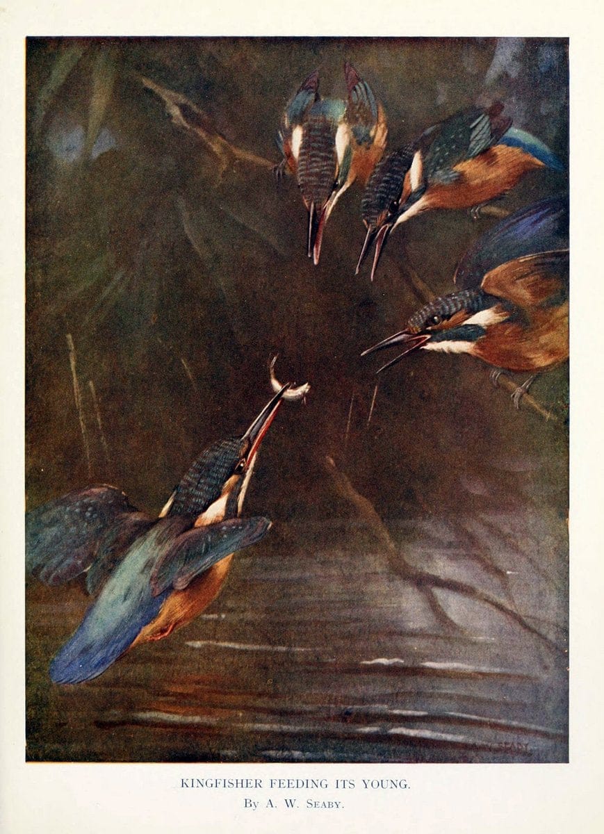 Birds that hunt and are huntedNew York :Doubleday, Page & Co.,1902, c1898. | Vintage Print Reproduction 463005